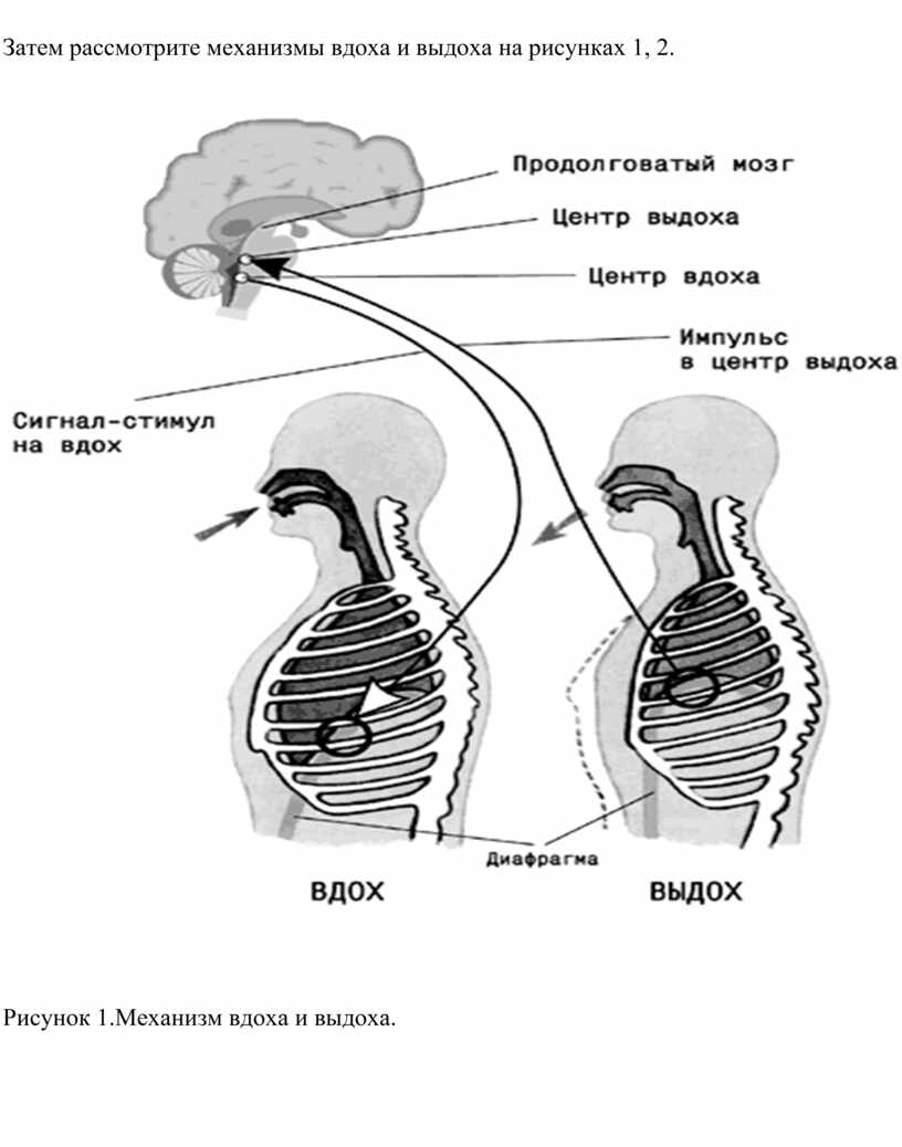 На рисунке схематично изображен механизм дыхания человека