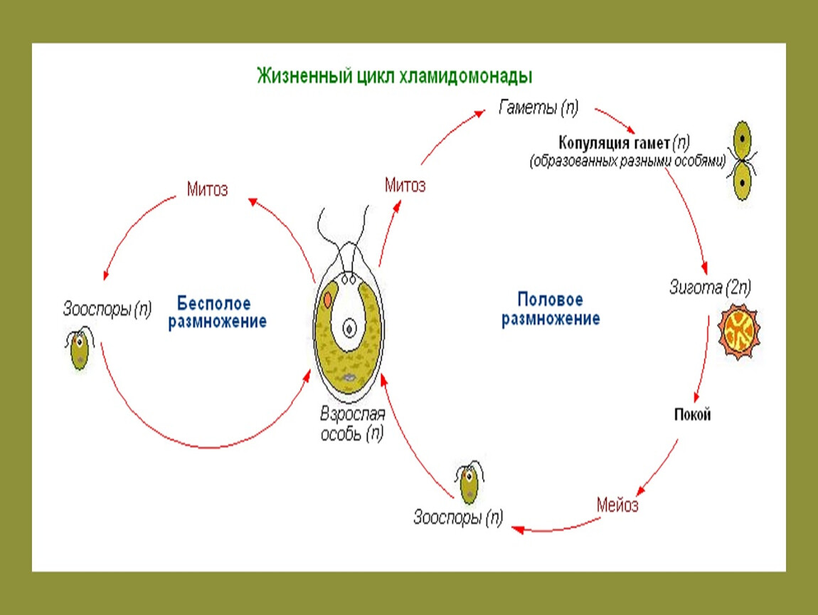 Циклы растений тест. Жизненные циклы растений для ЕГЭ по биологии. Общий жизненный цикл растений. Жизненные циклы растений ЕГЭ биология задания. Жизненный цикл растений задания.