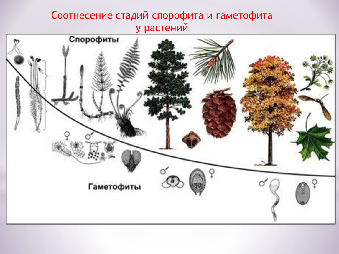 Жизненные формы отдела голосеменных. Гаметофит и спорофит у растений цикл. Эволюция гаметофита. Эволюция гаметофита и спорофита схема. Спорофит гаметофит схема.