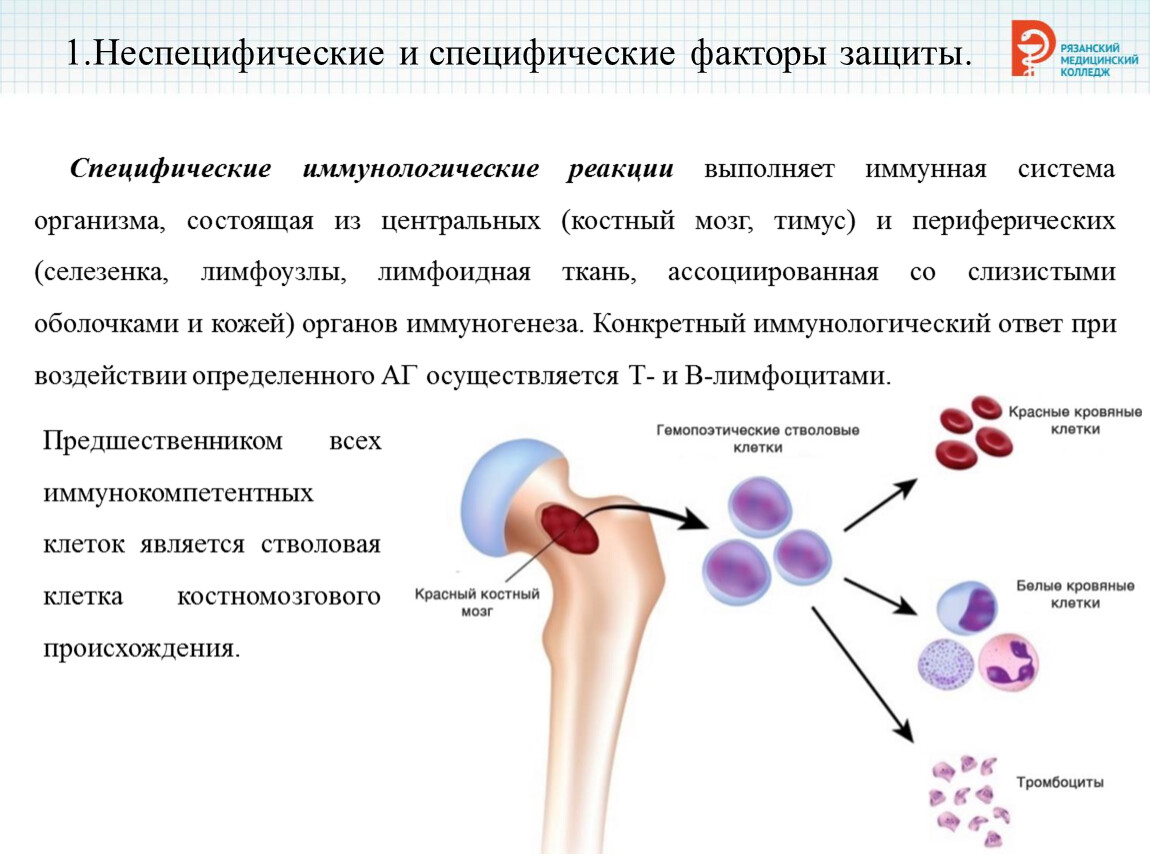 Специфическая защита иммунитета. Специфические факторы защиты. Специфические факторы иммунитета. Вакцины – специфические факторы защиты.. Специфические факторы защиты слюны.