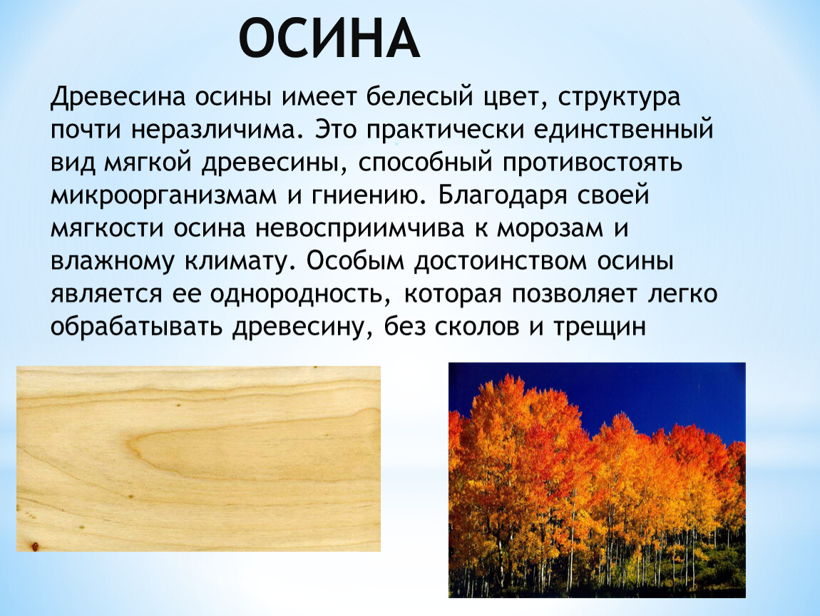 Осина какая порода. Осина дерево свойства древесины. Осина характеристика древесины. Осина качество древесины. Осина структура древесины.