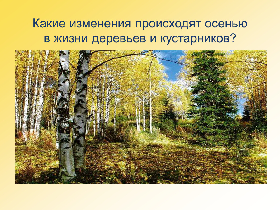 Деревья и кустарники осенью 2 класс. Природные зоны смешанных лесов. Смешанные леса природная зона. Природная зона смешанных и широколиственных лесов. Лиственный лес природная зона.