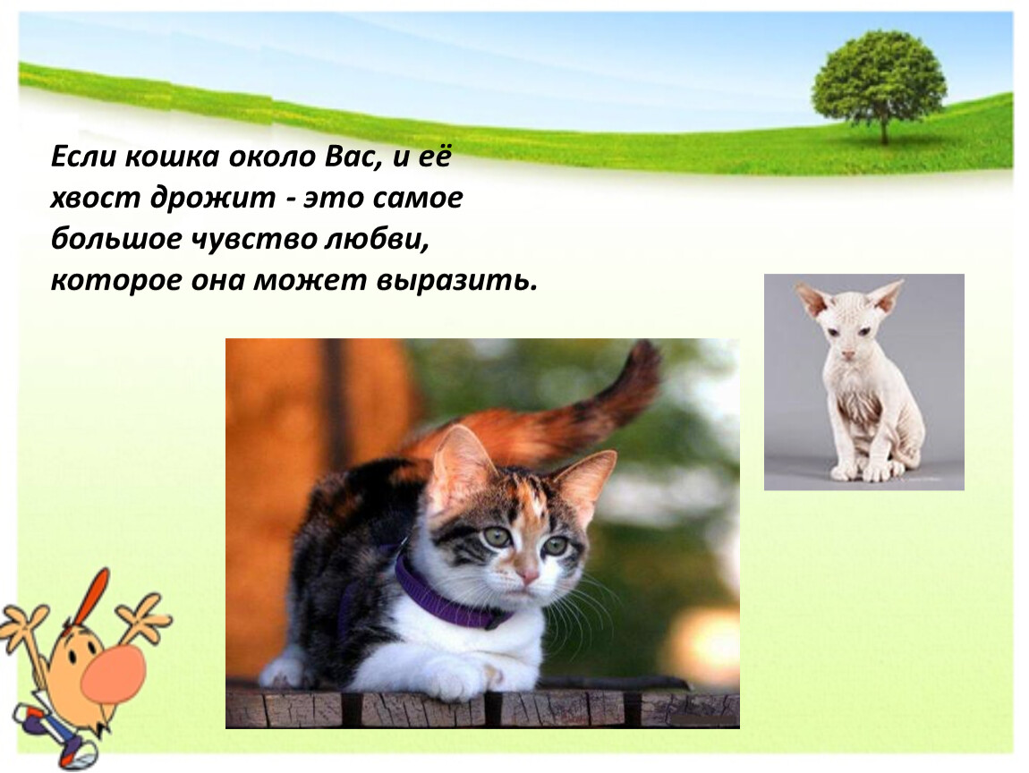 Презентация о домашней кошке