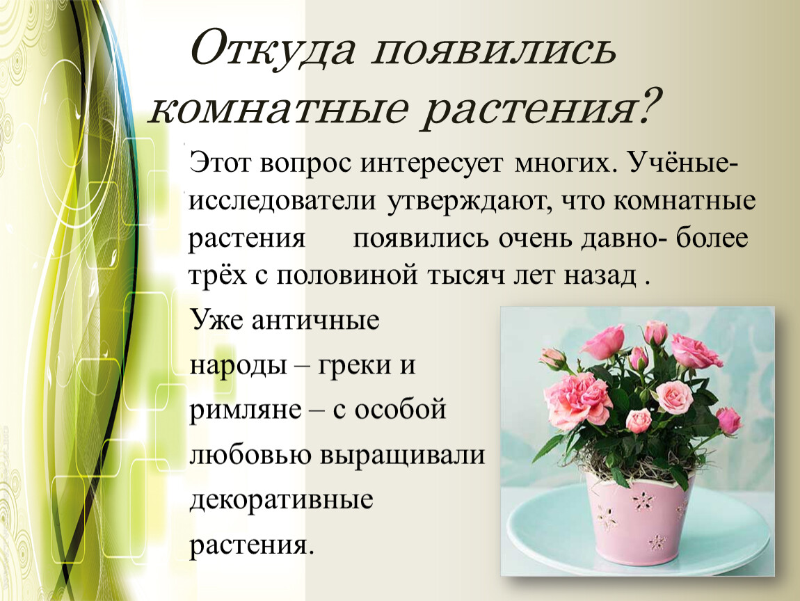 Презентация комнатные растения 2. Значение комнатных растений. Откуда появились комнатные растения. Когда и где появились комнатные растения гипотеза. Актуальность на тему когда и где появились комнатные растения.