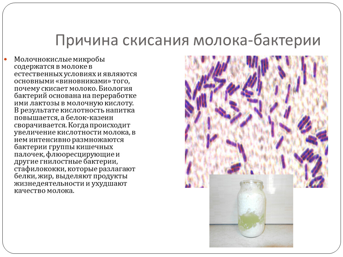 Производство кисломолочных бактерий. Молочнокислые бактерии 5 класс биология. Молочнокислые бактерии в молоке. Информация о молочнокислых бактериях. Молочно кислотные бактерии.