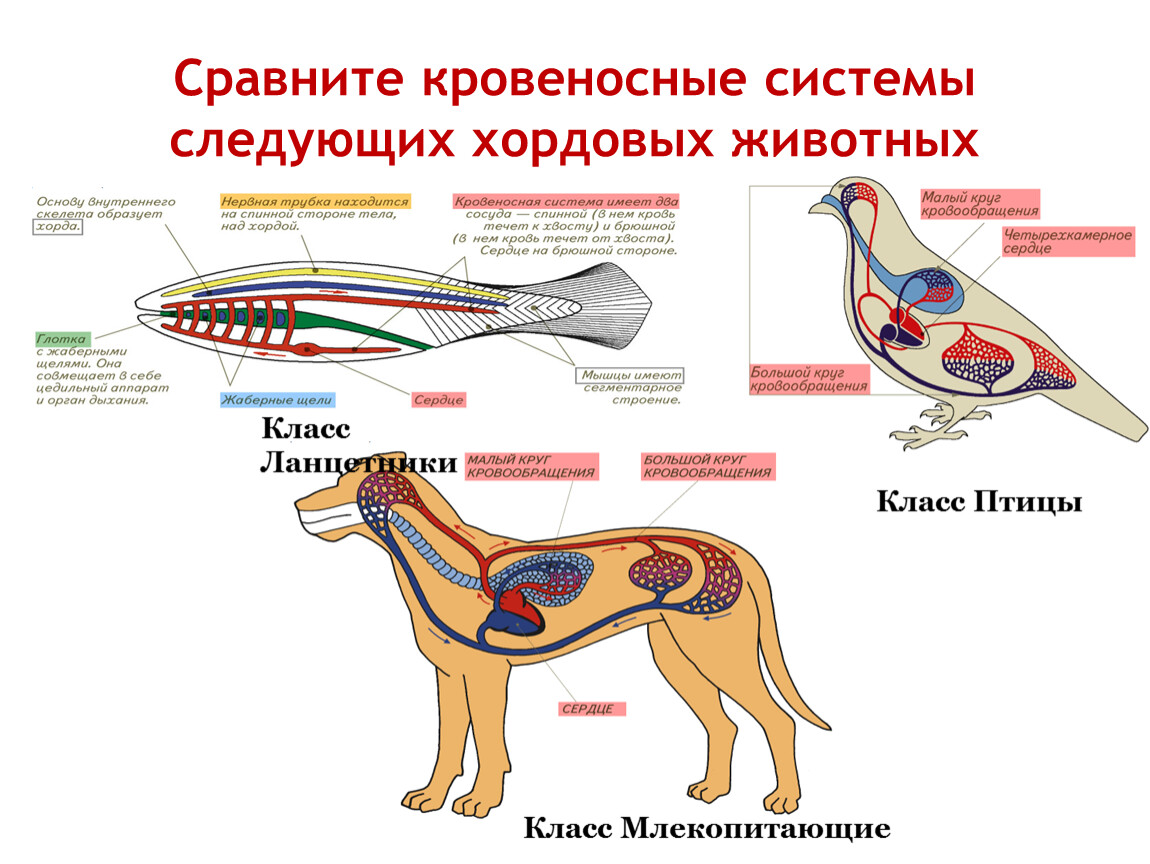 Животное имеет один круг кровообращения. Кровеносная система собаки схема. Кровеносная система собаки биология 7 класс. Схемы кровеносных систем позвоночных животных. Схема органы кровеносной системы животных.