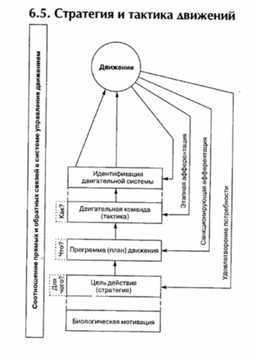 Психофизиология мышления схема