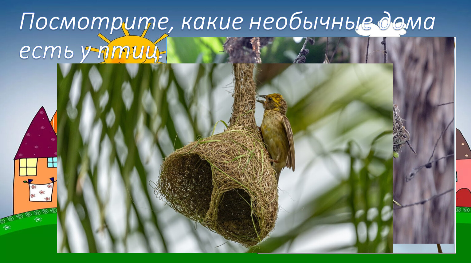 Домики которые построила природа 1 класс