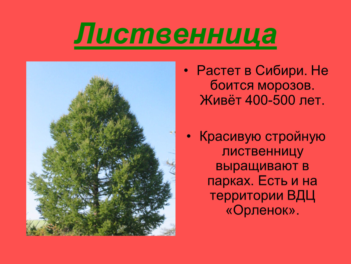 Лиственница класс. Лиственница Сибирская-класс. Лиственница описание 3 класс. Презентация на тему лиственница. Проект на тему лиственница.