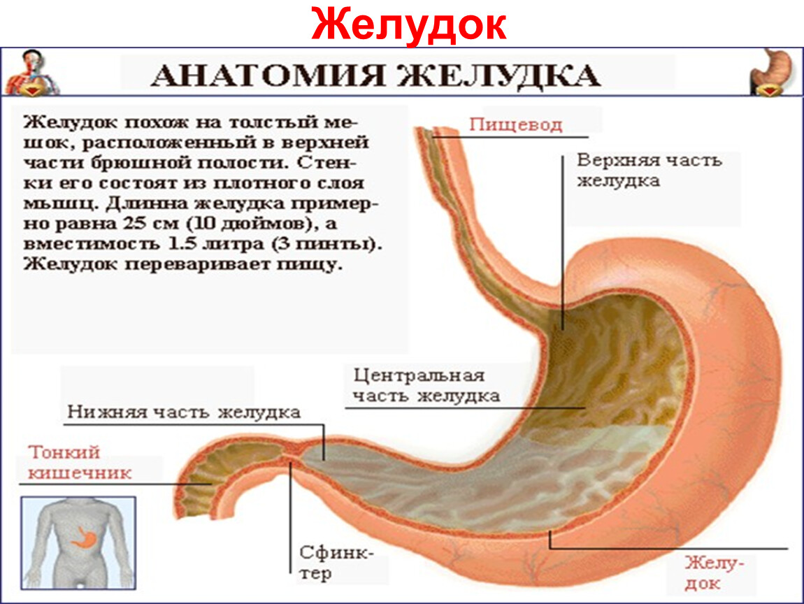 Желудок на рисунке