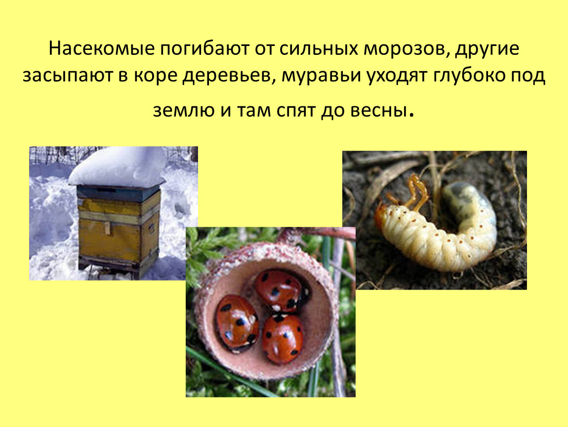 Адаптация насекомых к сезонным изменениям. Адаптация насекомых. Адаптация насекомых к сезонным изменениям в природе. Насекомые осенью. Адаптация насекомых к сезонным изменениям в природе проект.