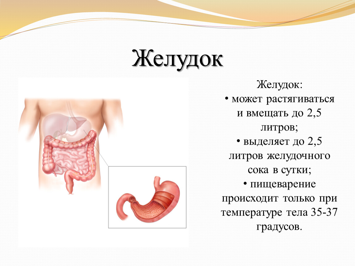 Презентация про пищеварение