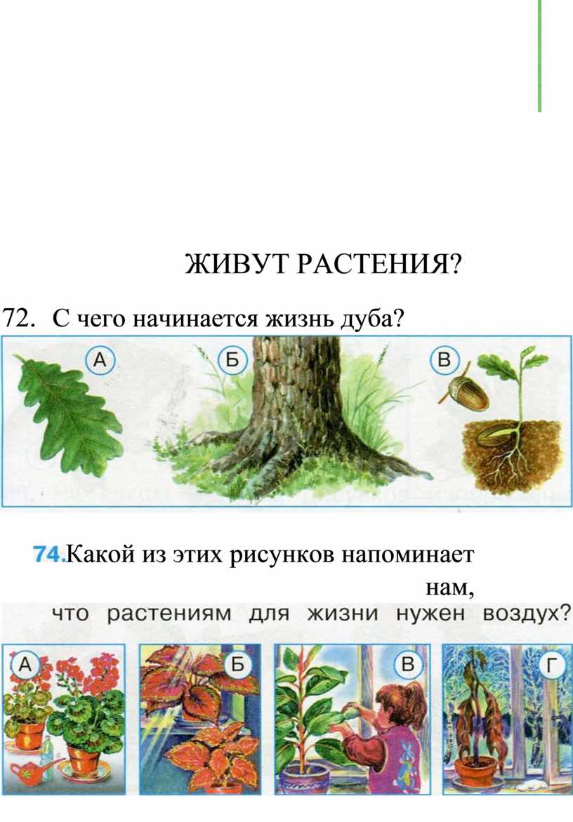 ЖИВУТ РАСТЕНИЯ? 72.