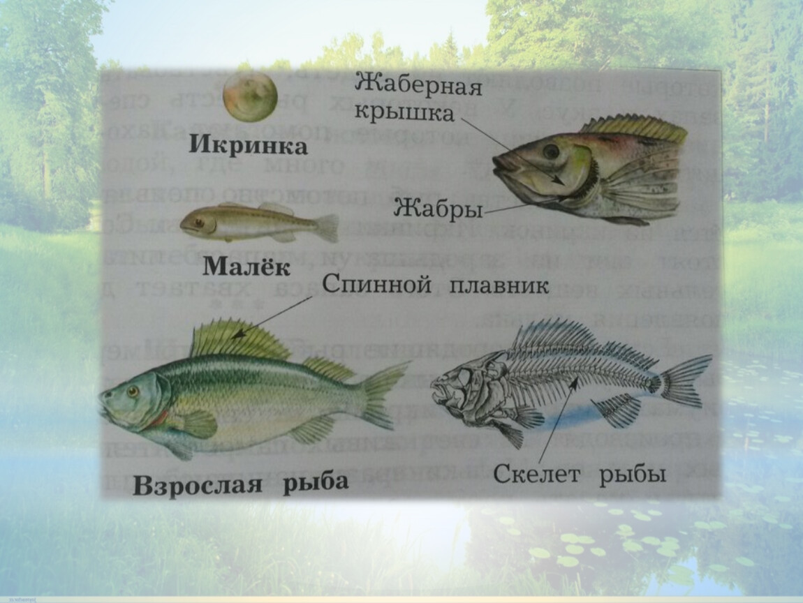 Водоплавающие жители водоема 2 класс презентация