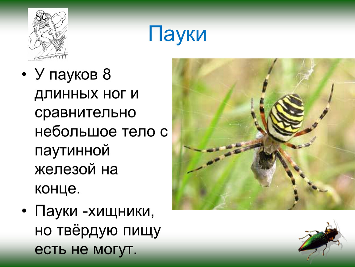 Сравнительно невелики. У пауков 8 ног. Паук описание для детей. Паук рассказ для детей в детском саду. Пауки текст.