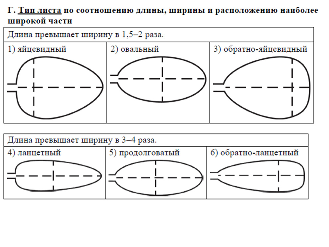 Тип листа по соотношению длины ширины. Тип листа по соотношению длины ширины и по расположению. Листья по соотношению длины и ширины. Яйцевидный овальный обратно яйцевидный. Типы листа по соотношению длины определения.