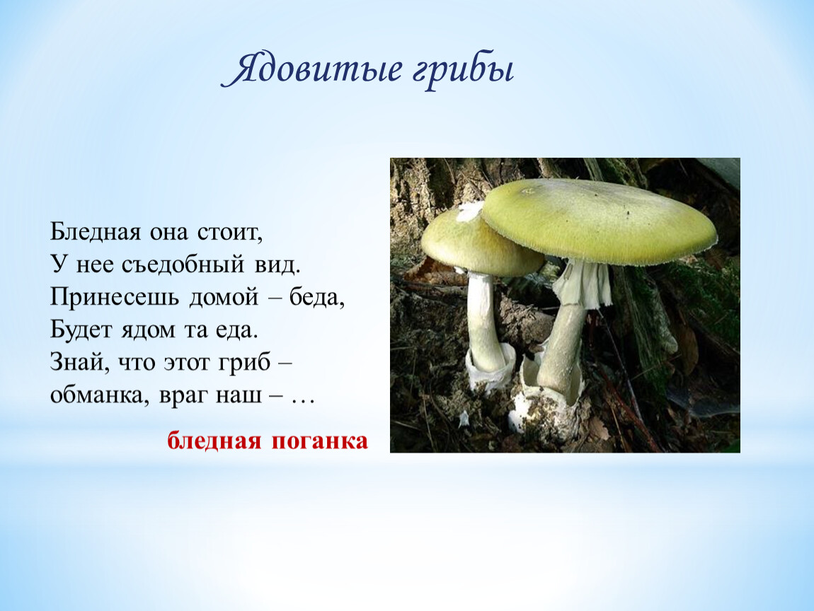 Принести какой вид. Бледная она стоит у нее съедобный вид принесешь домой беда. Ядовитые грибы презентация бледная поганка. Грибы обманки. Грибы обманки ядовитые.