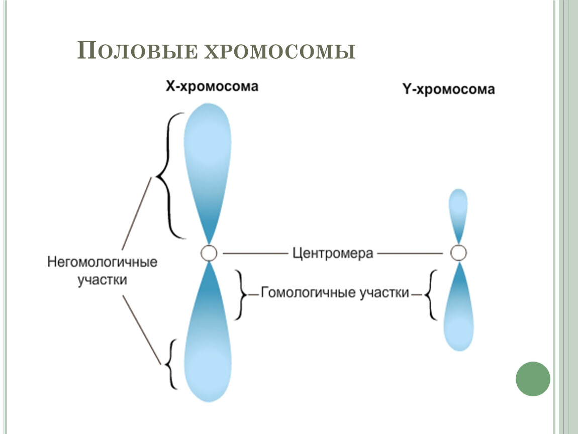 Гомологичными называются хромосомы. Негомологичный участок х-хромосомы. Гомологичные и негомологичные хромосомы схема. Негомологичном участке х-хромосомы. Гомологичные участки хромосомы это.