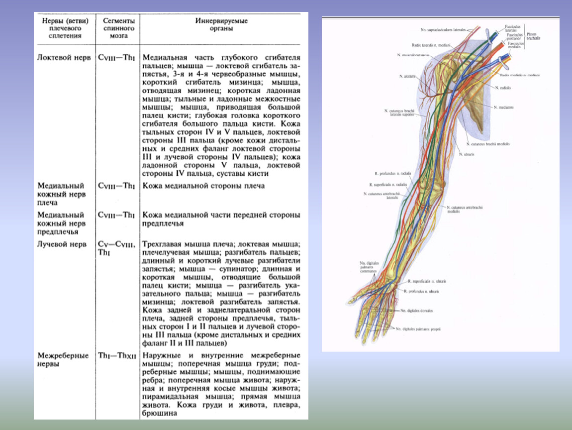 Сколько живет нерв. Спинномозговые нервы схема иннервации. Иннервация спинномозговых нервов таблица. Спинномозговой нерв области иннервации таблица. Ветви плечевого сплетения анатомия.