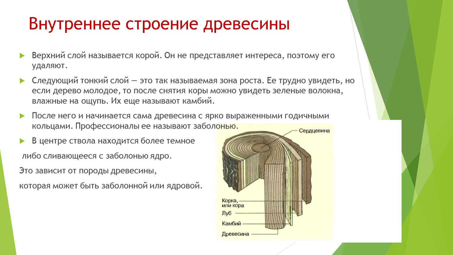 Какая функция у волокон древесины. Строение древесины 5 класс. Строение и функция слоев древесины. Древесина описание строения и функции. Микроскопическое строение древесины лиственных пород.