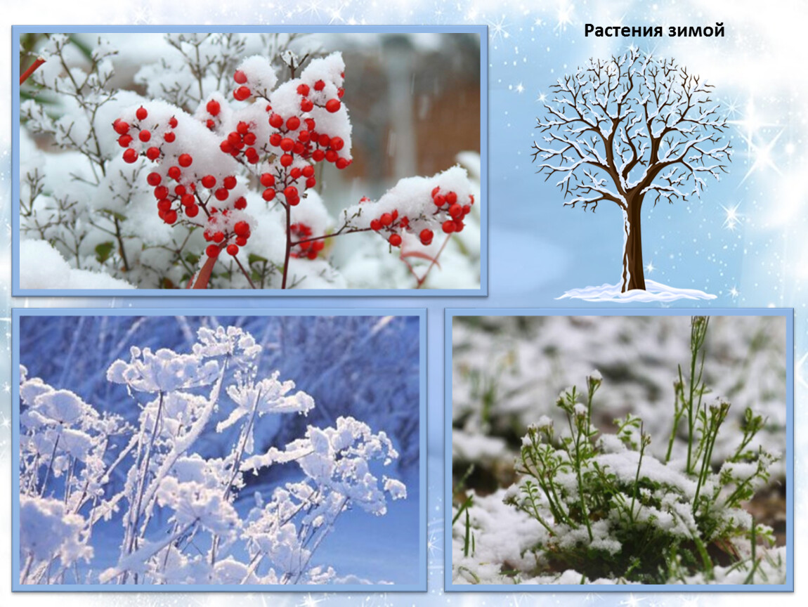 Изменения в природе зимой 5 класс биология