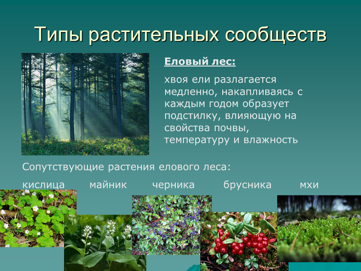 Какие растение относится к лесу. Растительные сообщества. Типы растительных сообществ. Растительное сообщество растений. Растительные сообщества примеры.