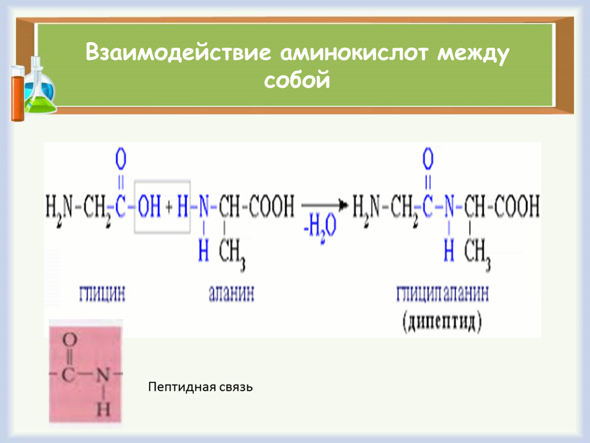 Схема образования дипептида гис гли