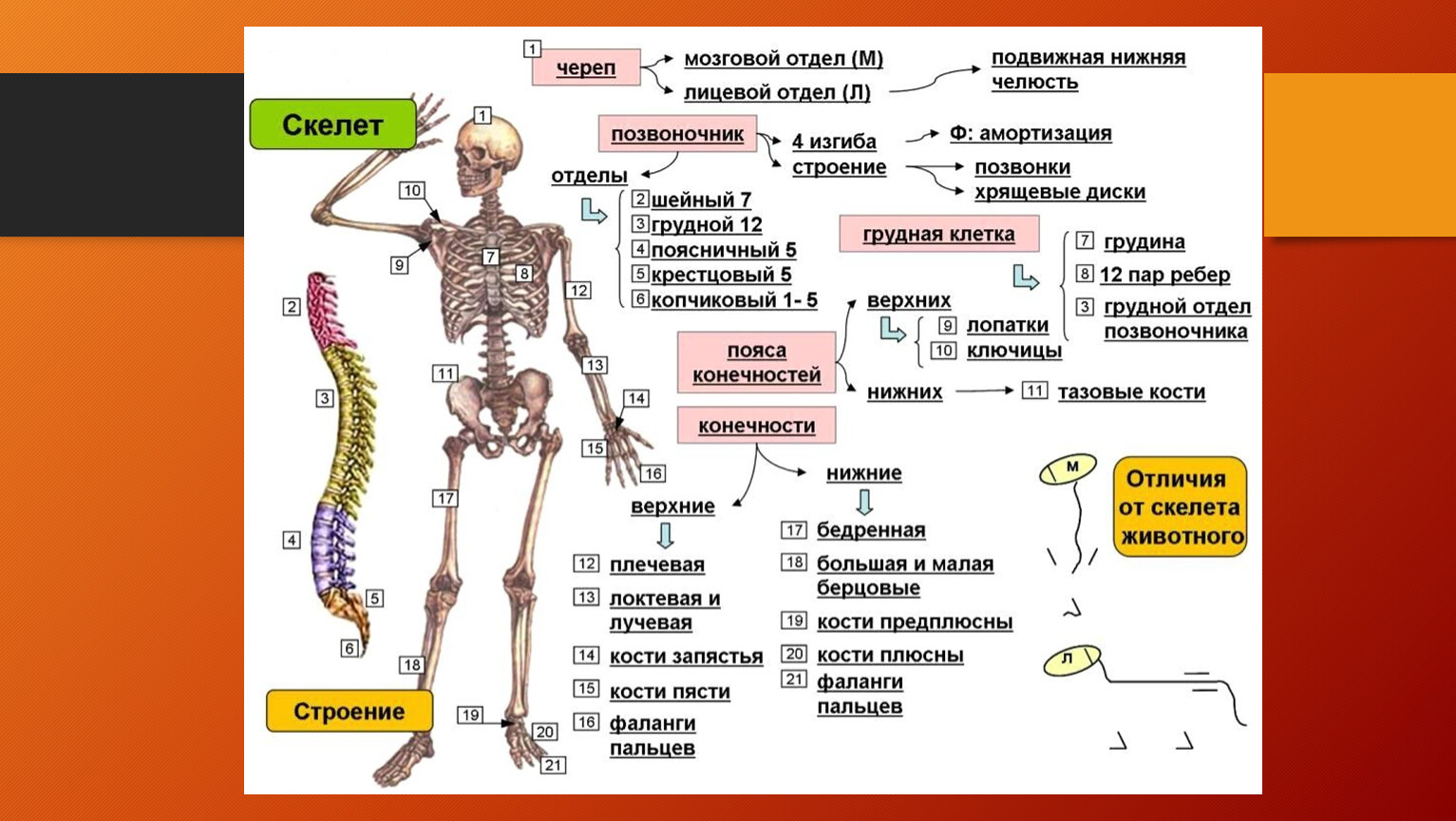 Кости скелета строение скелета