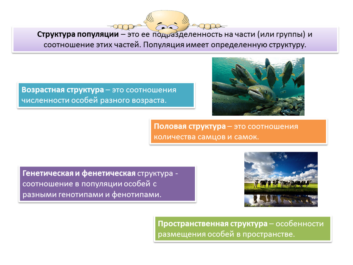 Что такое генетическая структура популяции