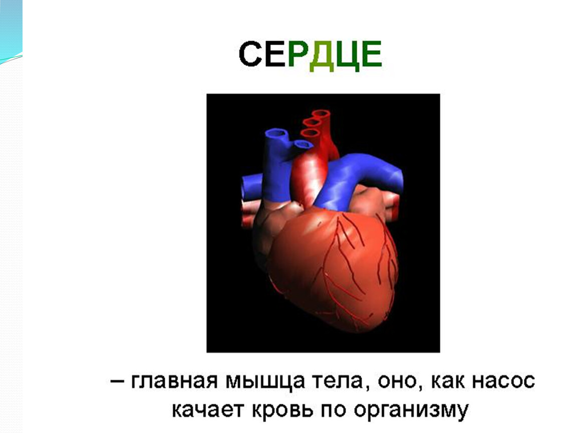Сердце человека литература. Факты о сердце. Интересные сердца. Интересная информация о сердце.