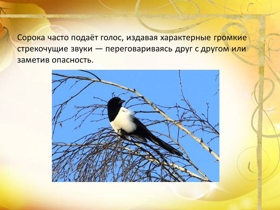 Что делает сорока. Сорока как подает голос. Сорока голос подает. Голос сороки. Как подает голос ворона.