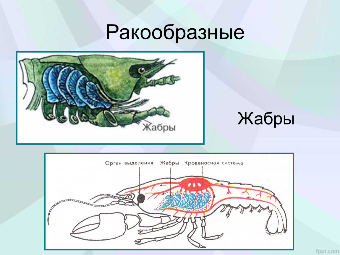 Презентация дыхание животных 6 класс