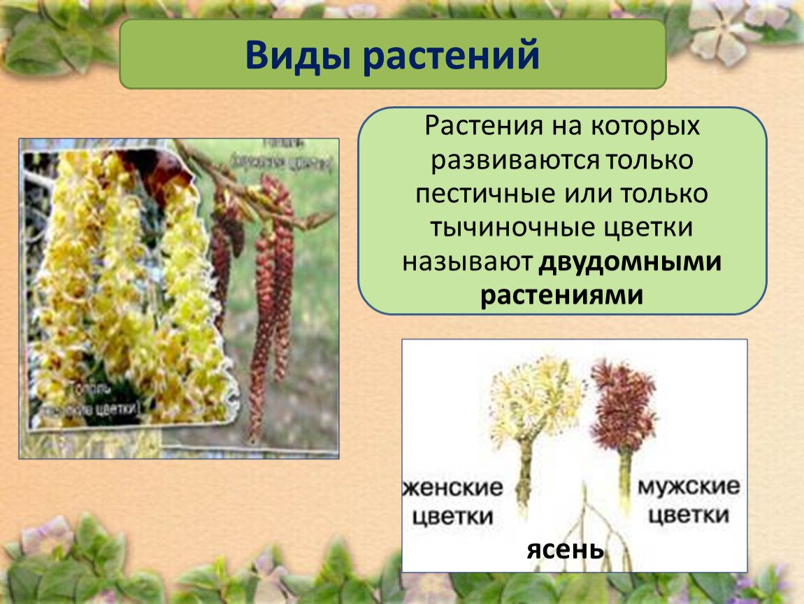 Виды растений примеры. Виды растений. Виды виды растений. Растения виды растений.