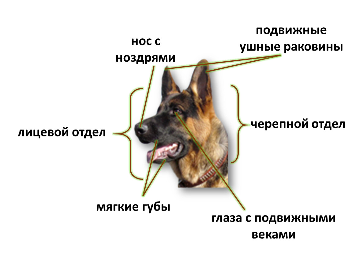 Органы чувств на голове млекопитающих