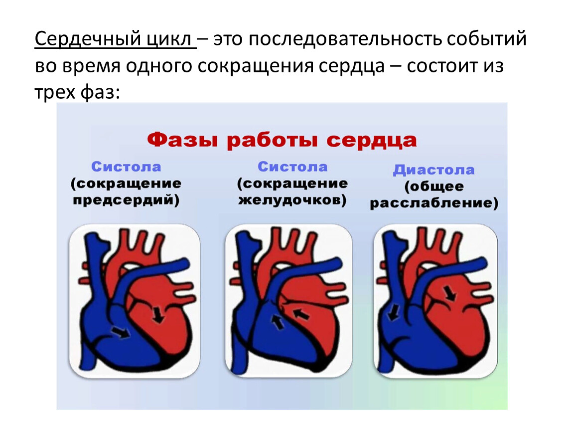 Последовательность сердечного цикла. Фазы сокращения сердца. Схема сердечного цикла физиология. Фазы сердечного цикла схема.