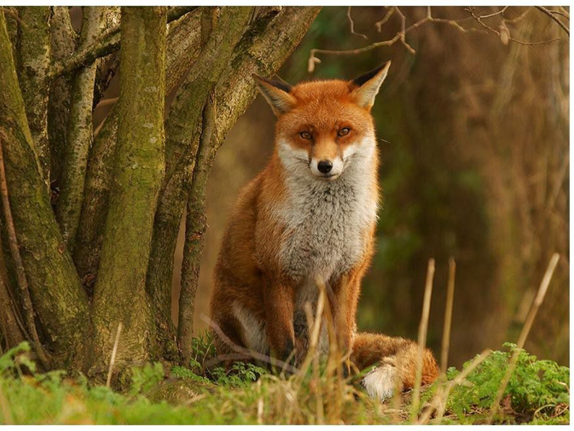 Какой лиса зверь. Лиса. Фото лисы. Красивая лиса. Рыжая лисица.