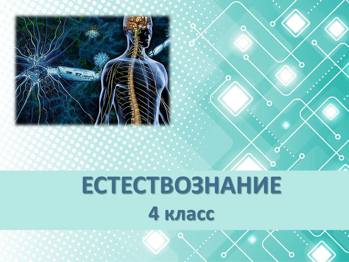 Презентация по естествознанию 4 класс