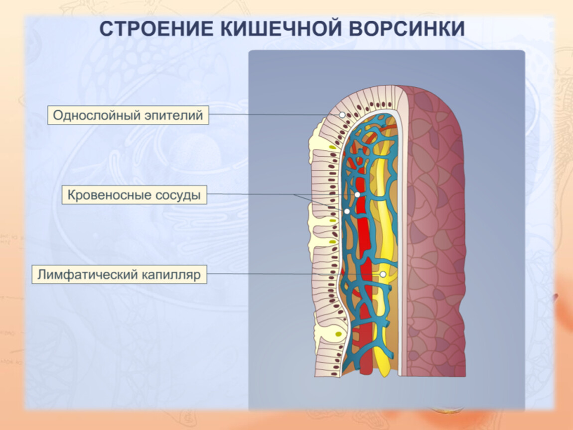 Объяснить строение. Строение кишечной ворсинки биология. Строение кишечной ворсинки биология 8. Строение кишечной микроворсинки. Строение кишечной ворсинки.