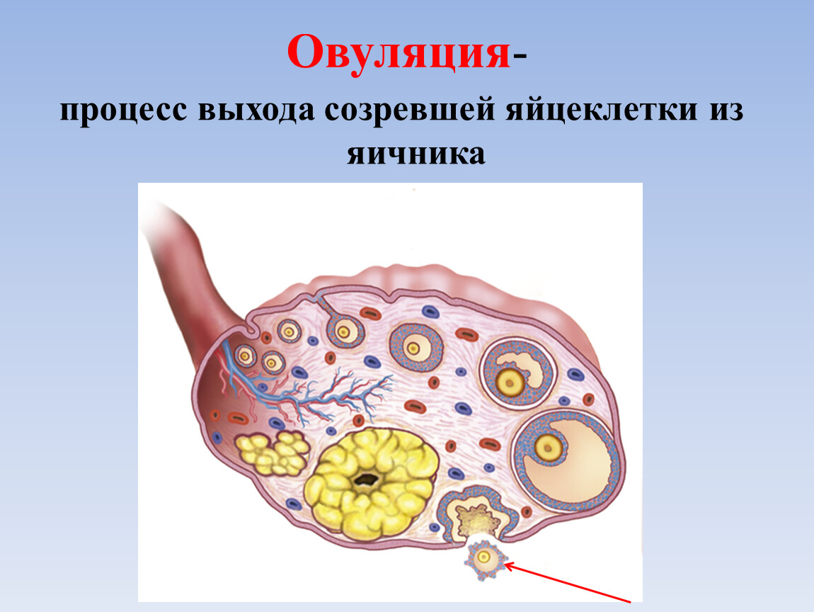 Овуляцией называется выход яйцеклетки. Процесс овуляции. Процесс выхода яйцеклетки из яичника. Яйцеклетка выходит из яичника. Биология размножение человека.