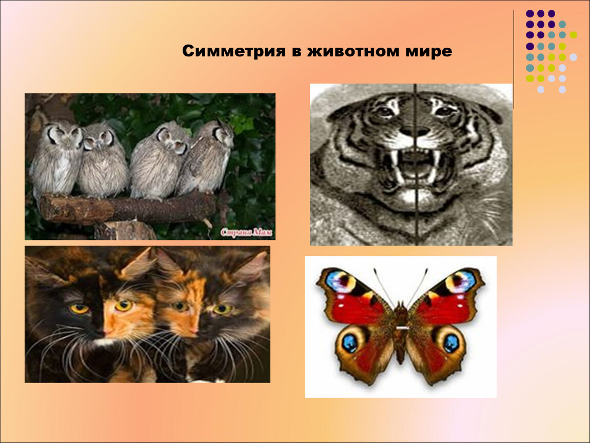 Симметрия животных рисунок