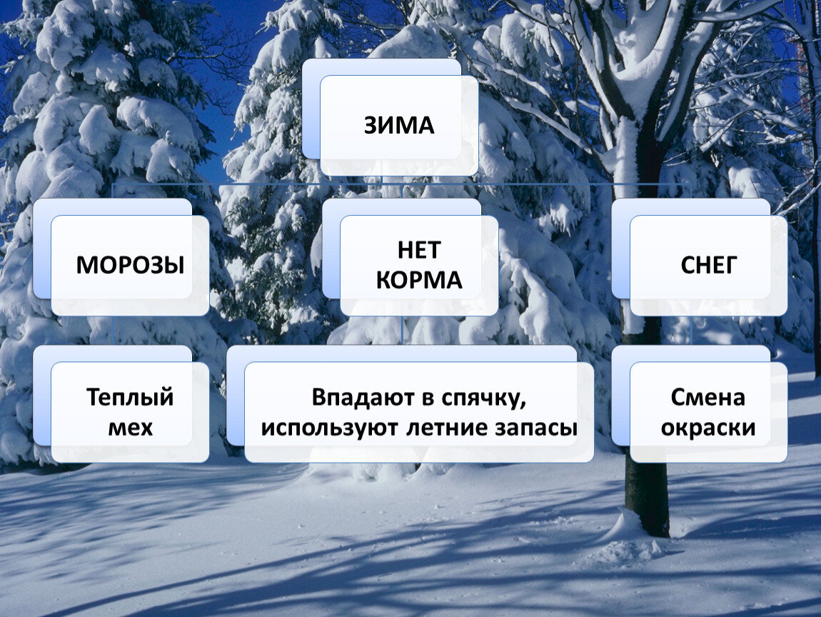 Процессы зимой. Наблюдения в живоиприроде зимой. Изменения в живой природе зимой. Явления неживой природы зимой. Живая природа зимой 2 класс.