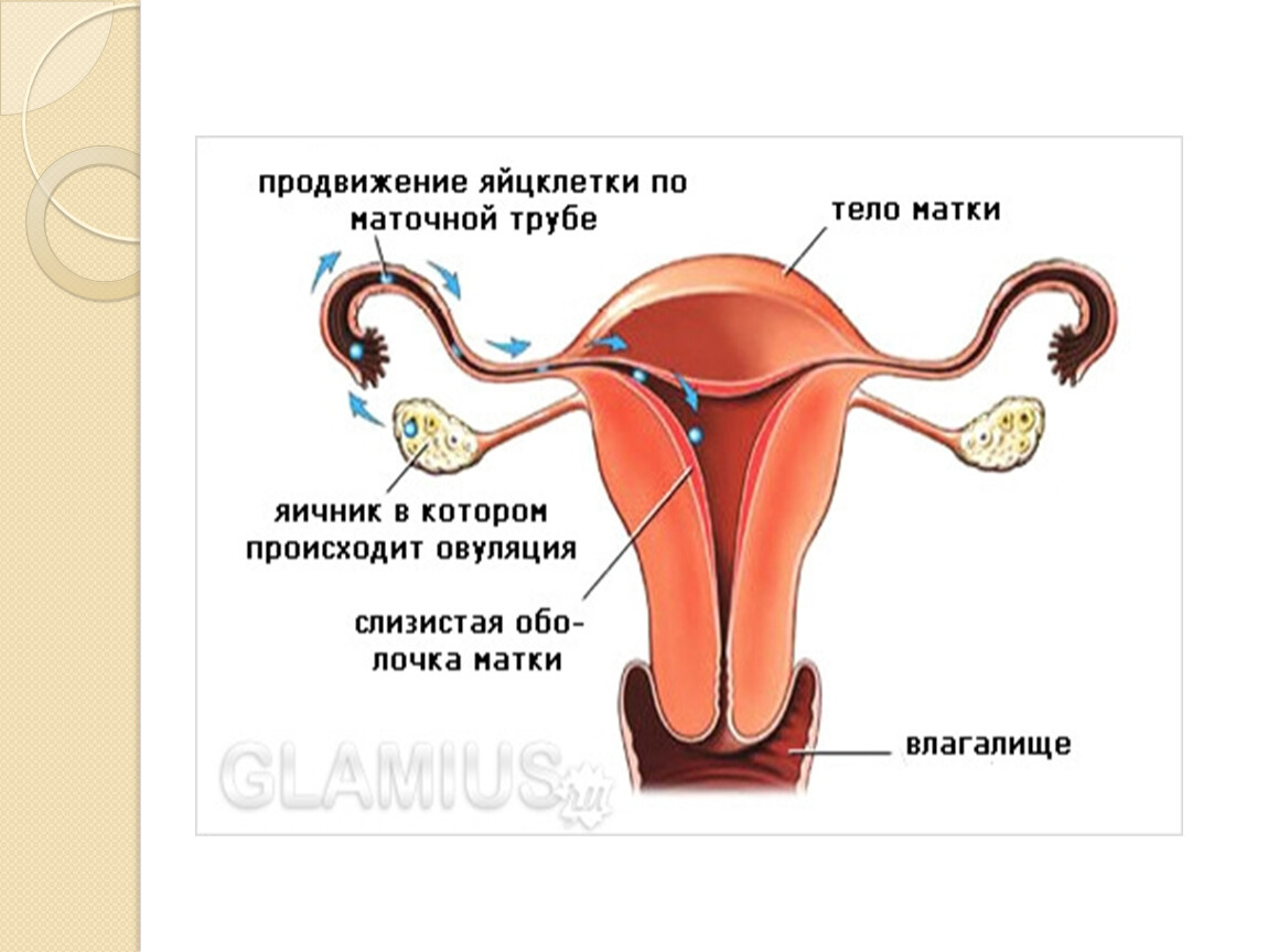 Презентация по биологии 8 класс половая система человека