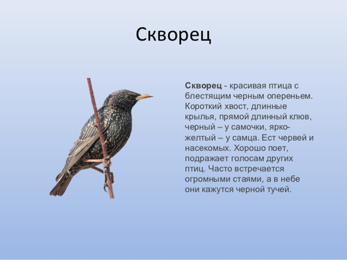5 предложений о птице