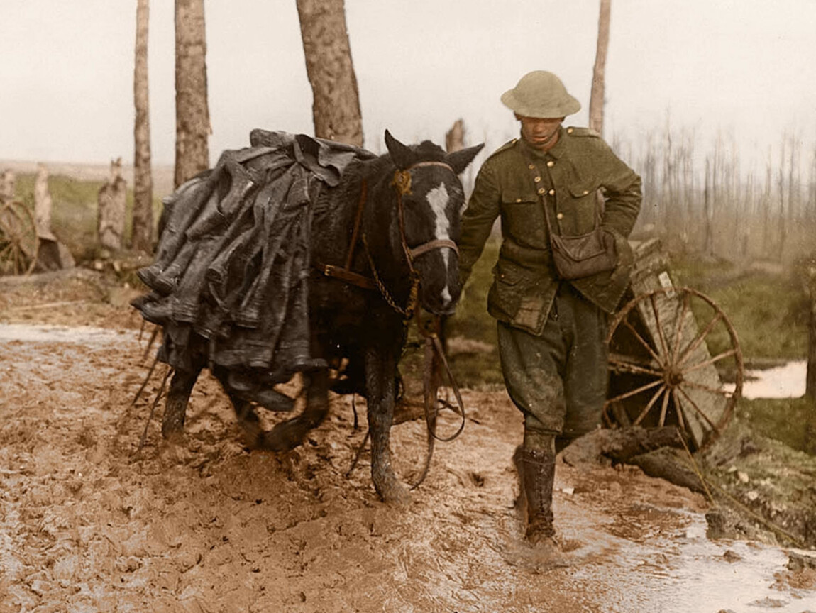 Первая мировая война 1914-1918 лошади