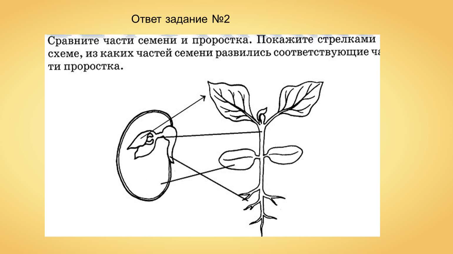 Семя и его строение и значение параграф 5
