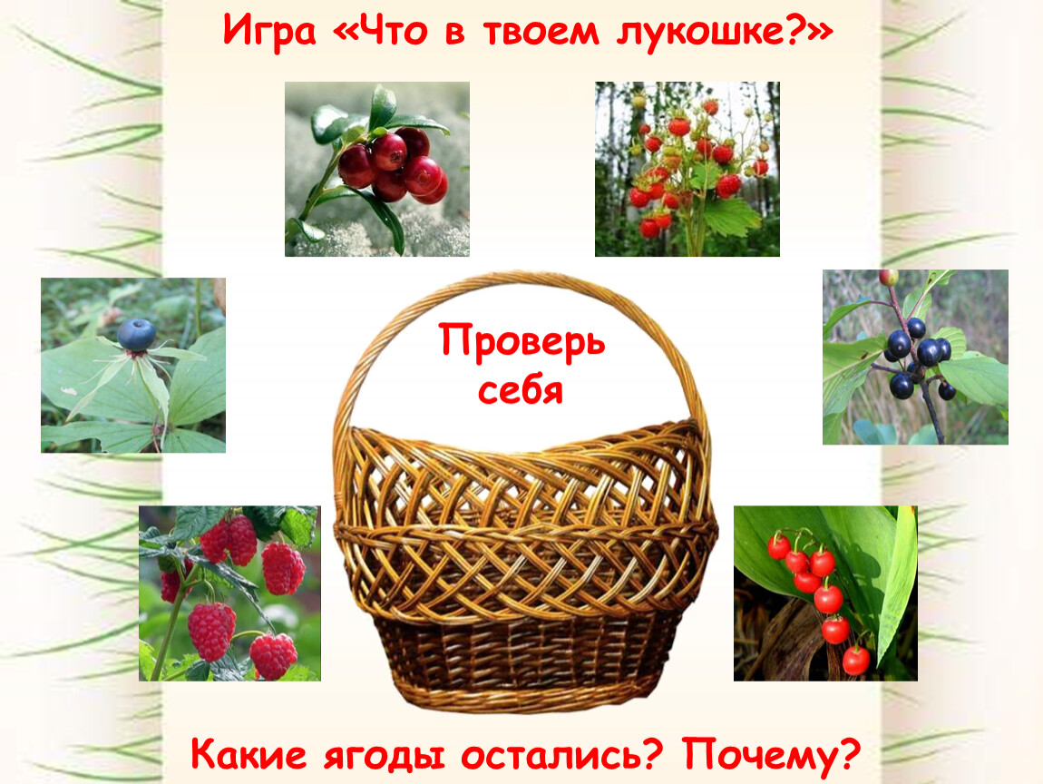 Какие чгоды положить в корзинку кубановедение 2 кл. Какие ягоды лежат в лукошке догадайся тебе поможет схема слова. Лукошко проверка буквы у. В честь какой ягоды.comназвали проект 2013.