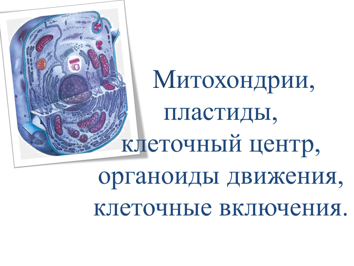 Митохондрии пластиды клеточный центр органоиды движения клеточные включения презентация 9 класс