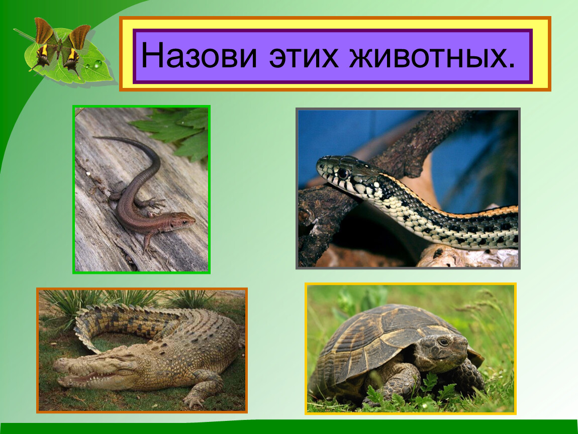 Рептилии 3 класс. Рептилии презентация. Пресмыкающиеся животные рептилии. Пресмыкающиеся окружающий мир. Пресмыкающиеся 3 класс окружающий мир.