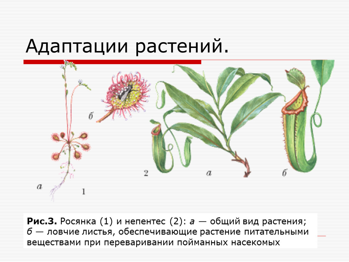 Какие видоизменения листьев изображены на рисунке у кактуса гороха росянки саррацении непентеса алоэ