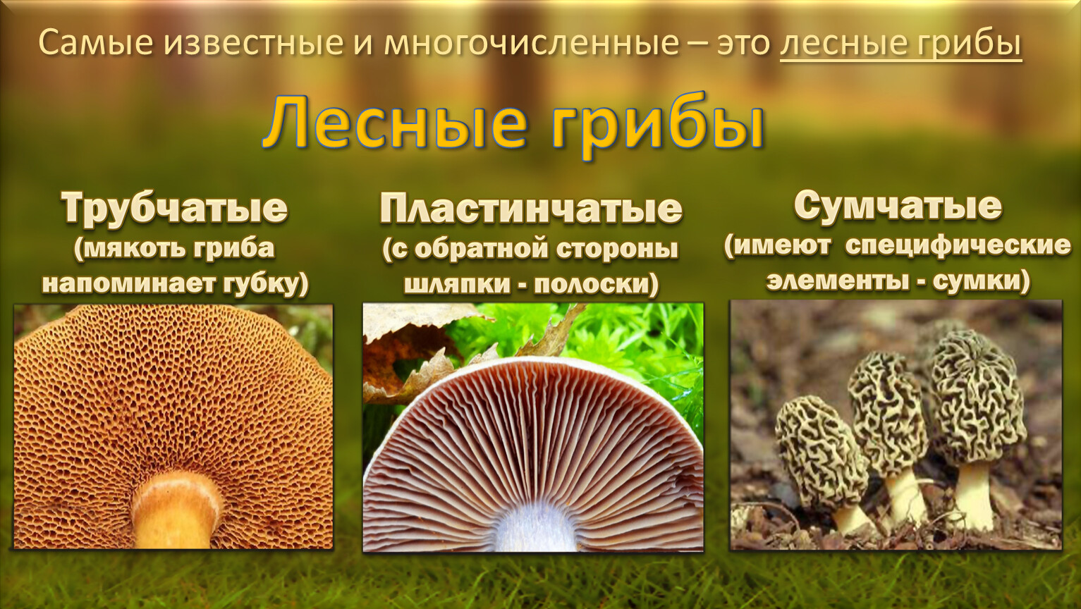 Различие пластичных грибов и трубчатых грибов